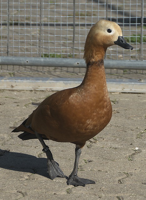 高达